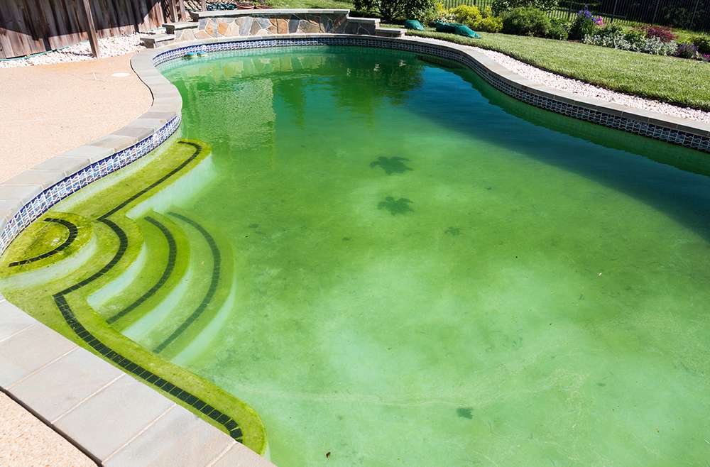 Pool Cleaning Service Glendale AZ | Green Algae - Blue Utopia